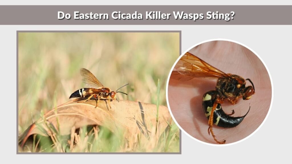 Do Eastern Cicada Killer Wasps Sting?
