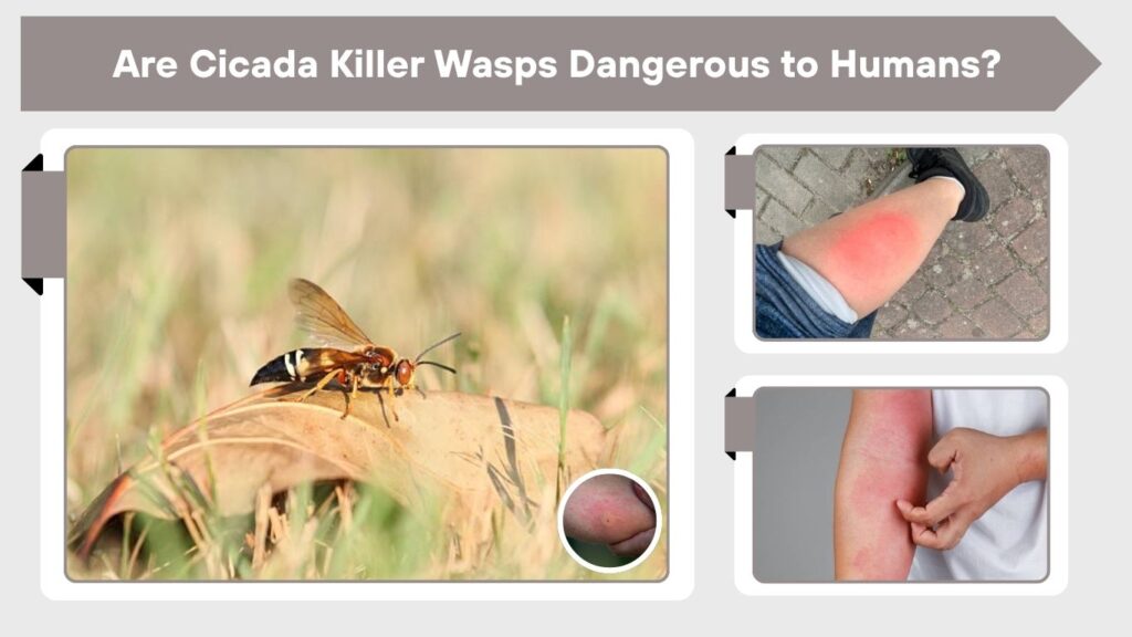 Are Cicada Killer Wasps Dangerous to Humans?