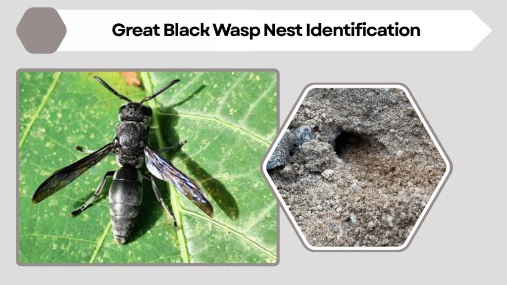Great Black Wasp Nest Identification