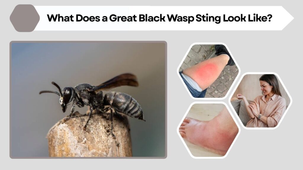 What Does a Great Black Wasp Sting Look Like?