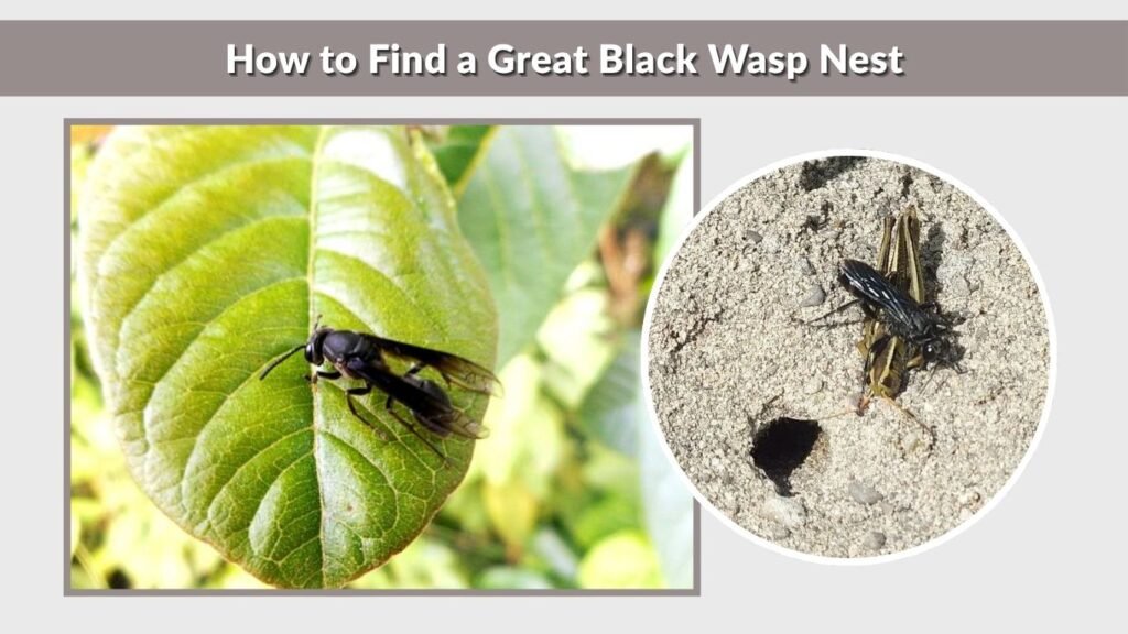 How to Find a Great Black Wasp Nest