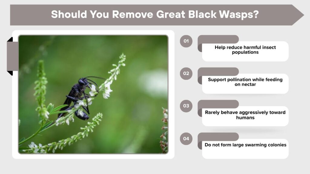 Should You Remove Great Black Wasps?