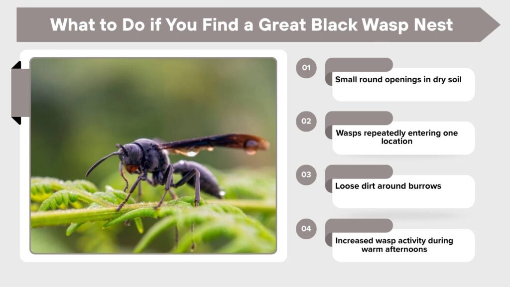 What to Do if You Find a Great Black Wasp Nest