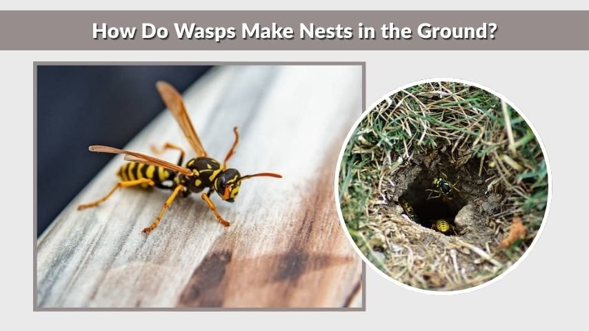 How Do Wasps Make Nests in the Ground?