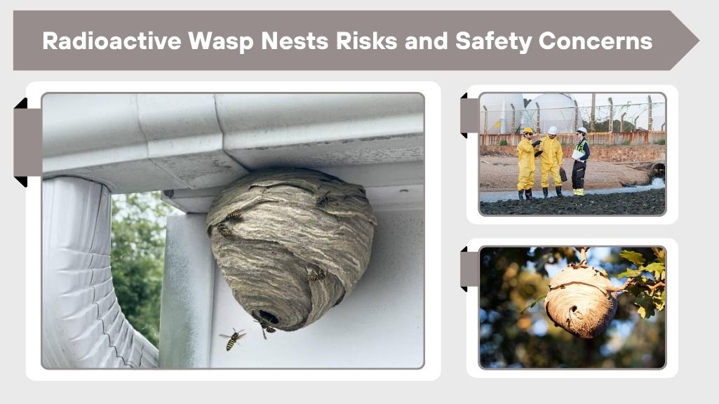 Radioactive Wasp Nests Risks and Safety Concerns