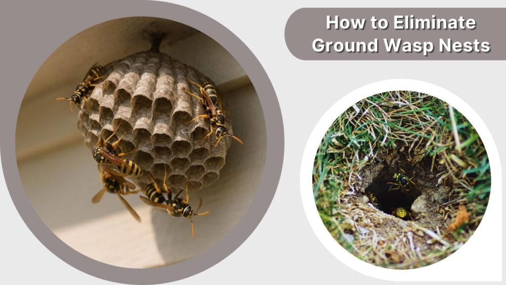How to Eliminate Ground Wasp Nests