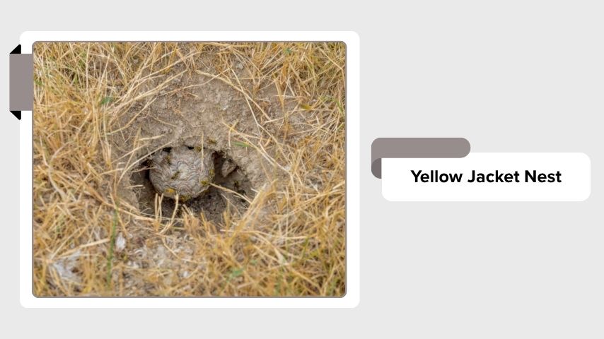 Yellow Jacket Nest