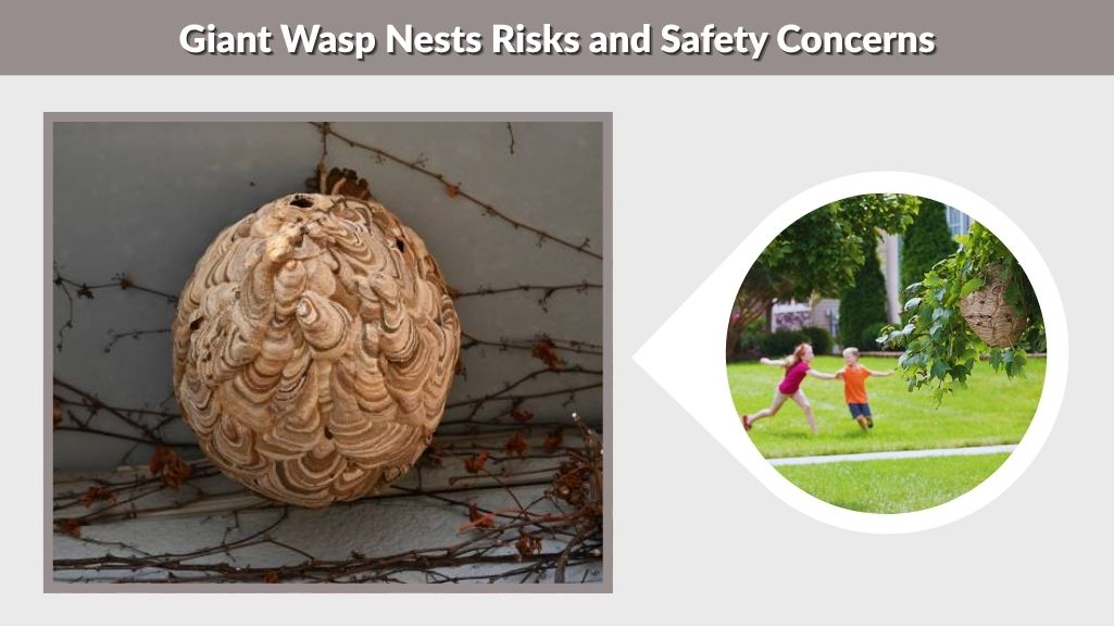 Giant Wasp Nests Risks and Safety Concerns