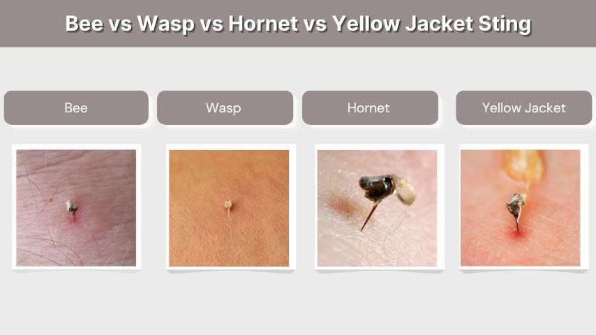 Bee vs Wasp vs Hornet vs Yellow Jacket Sting