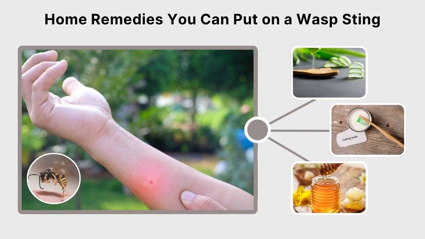 Home Remedies You Can Put on a Wasp Sting