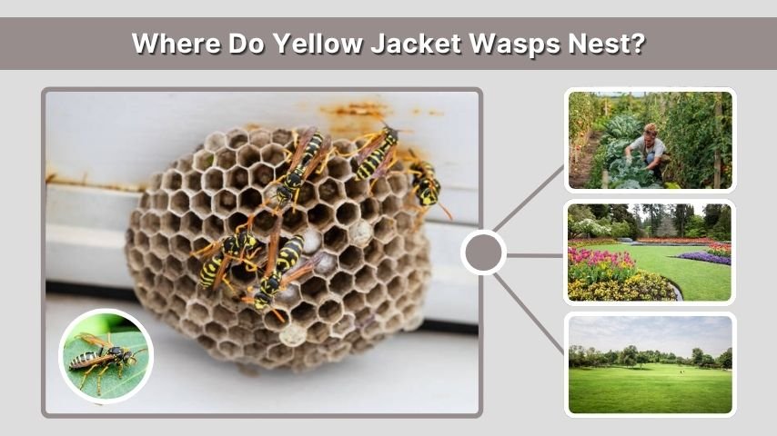 Where Do Yellow Jacket Wasps Nest?