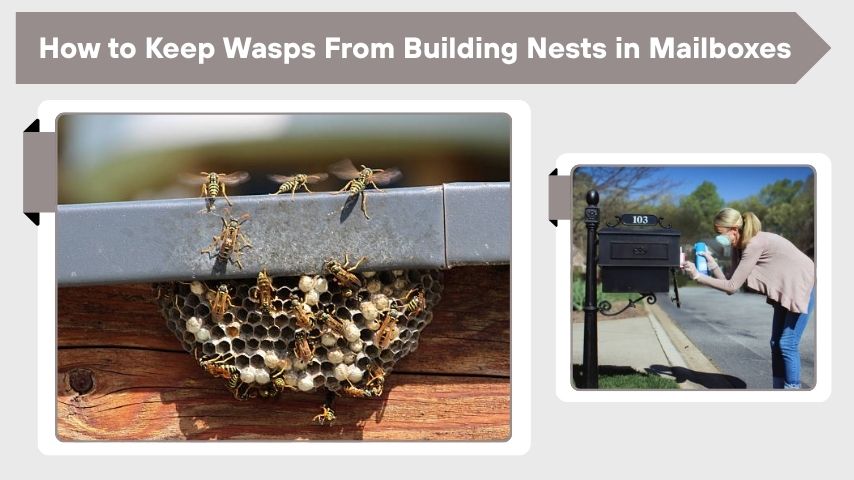How to Keep Wasps From Building Nests in Mailboxes