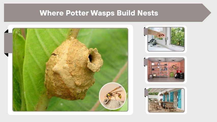 Where Potter Wasps Build Nests