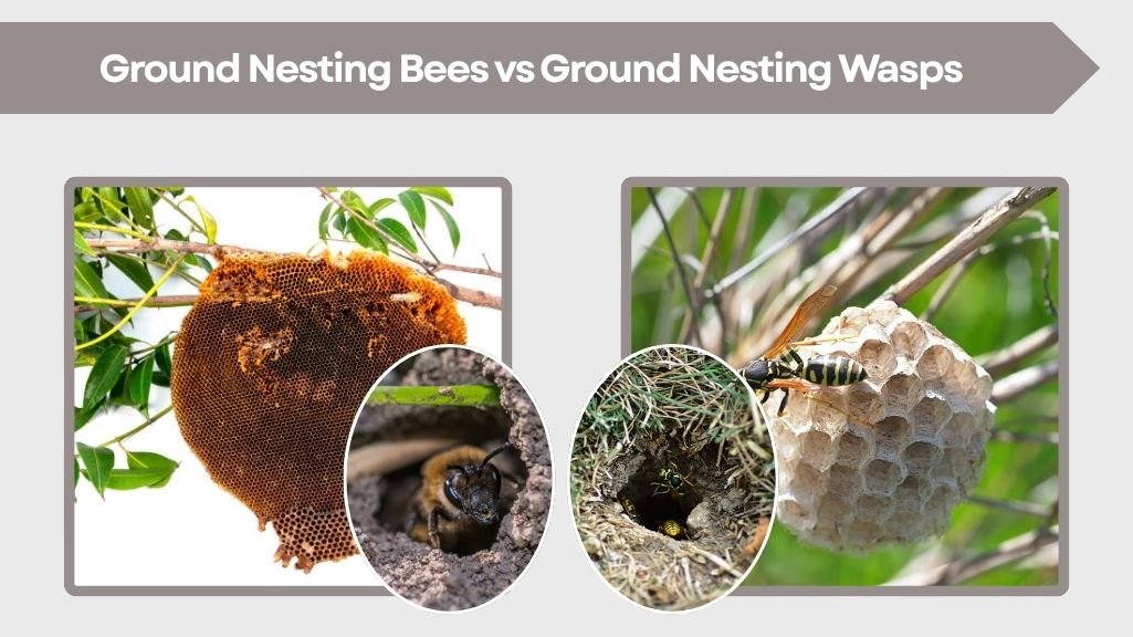 Ground Nesting Bees vs Ground Nesting Wasps