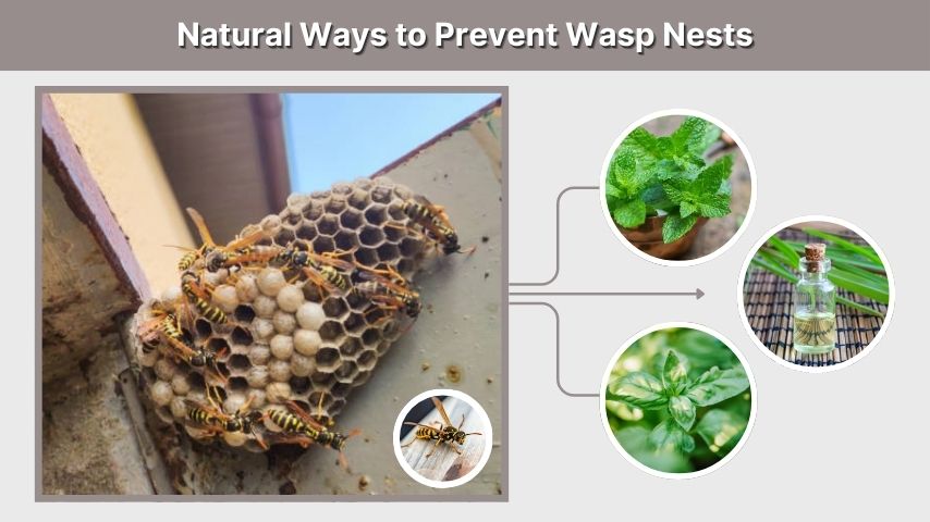 Natural Ways to Prevent Wasp Nests