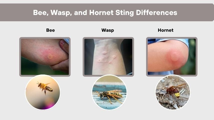 Bee, Wasp, and Hornet Sting Differences