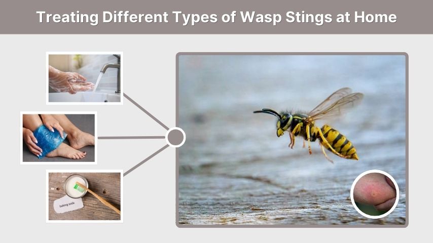 Treating Different Types of Wasp Stings at Home