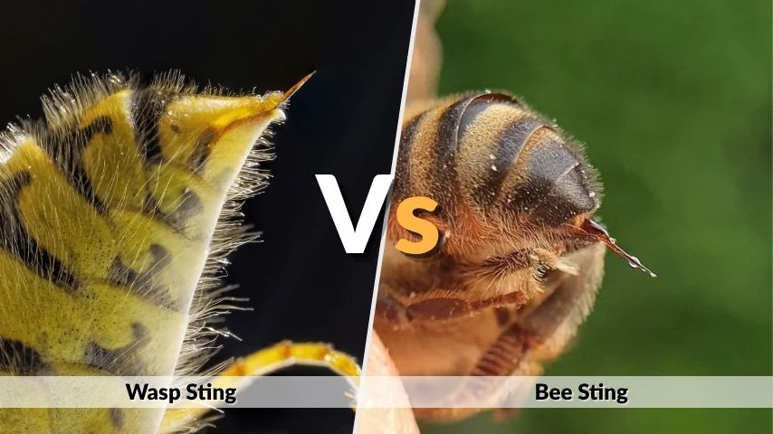 Wasp Sting vs Bee Sting