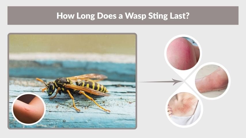 How Long Does a Wasp Sting Last?