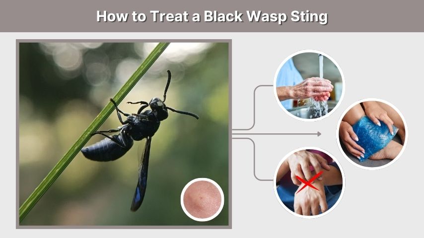 How to Treat a Black Wasp Sting