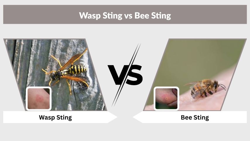 Wasp Sting vs Bee Sting