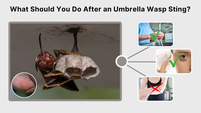 What Should You Do After an Umbrella Wasp Sting?