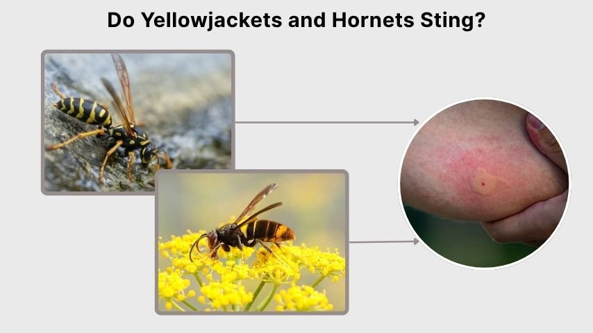 Do Yellowjackets and Hornets Sting?