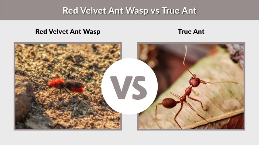 Red Velvet Ant Wasp vs True Ant