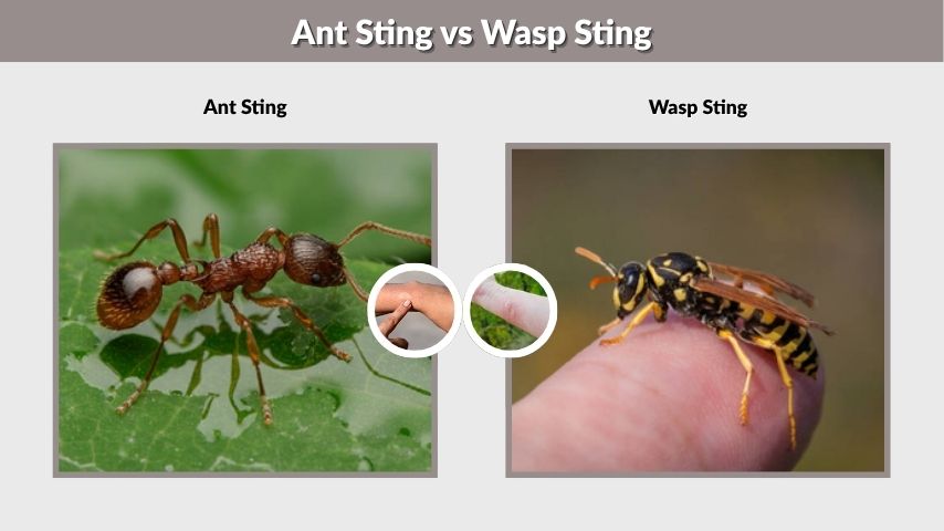 Ant Sting vs Wasp Sting