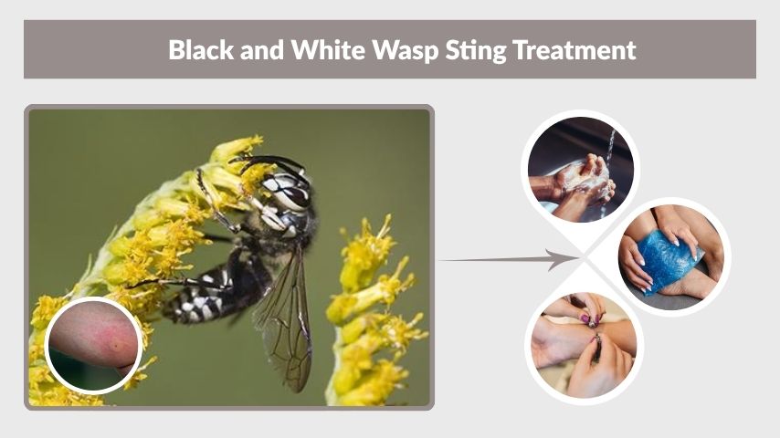 Black and White Wasp Sting Treatment