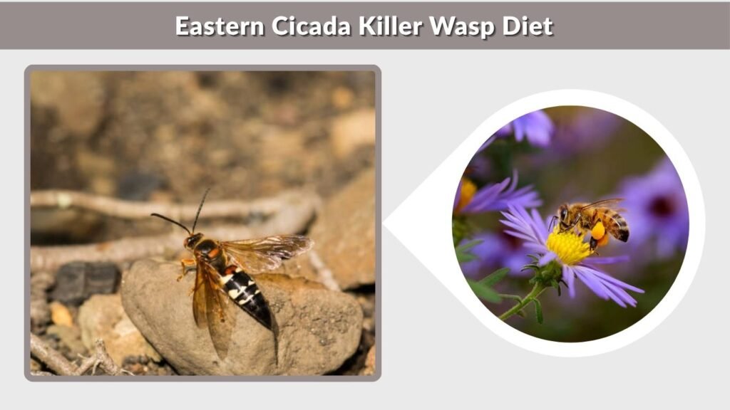 Eastern Cicada Killer Wasp Diet