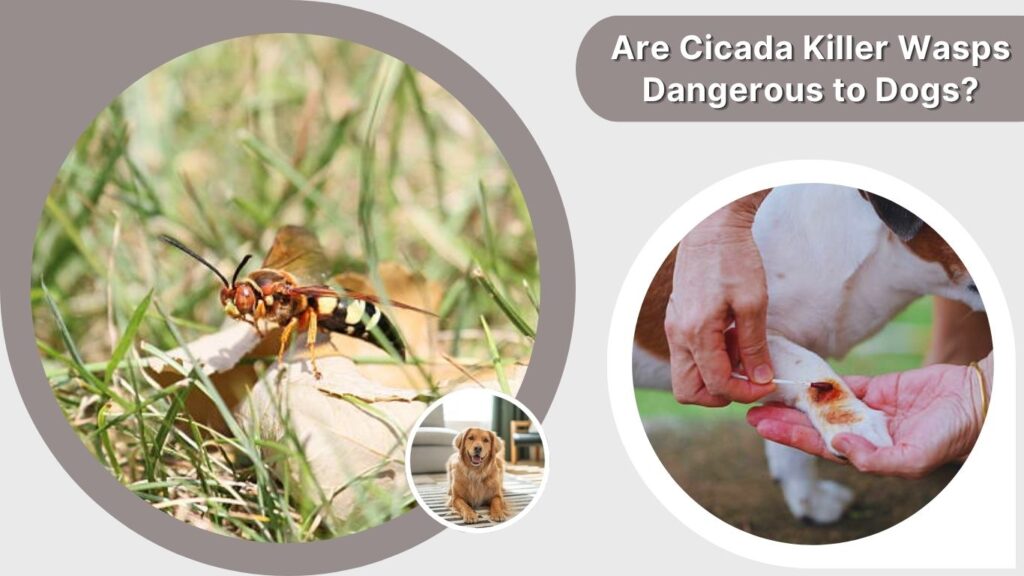 Are Cicada Killer Wasps Dangerous to Dogs?