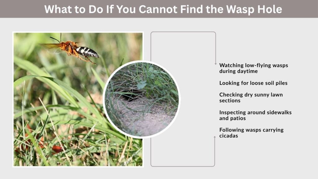 What to Do If You Cannot Find the Wasp Hole