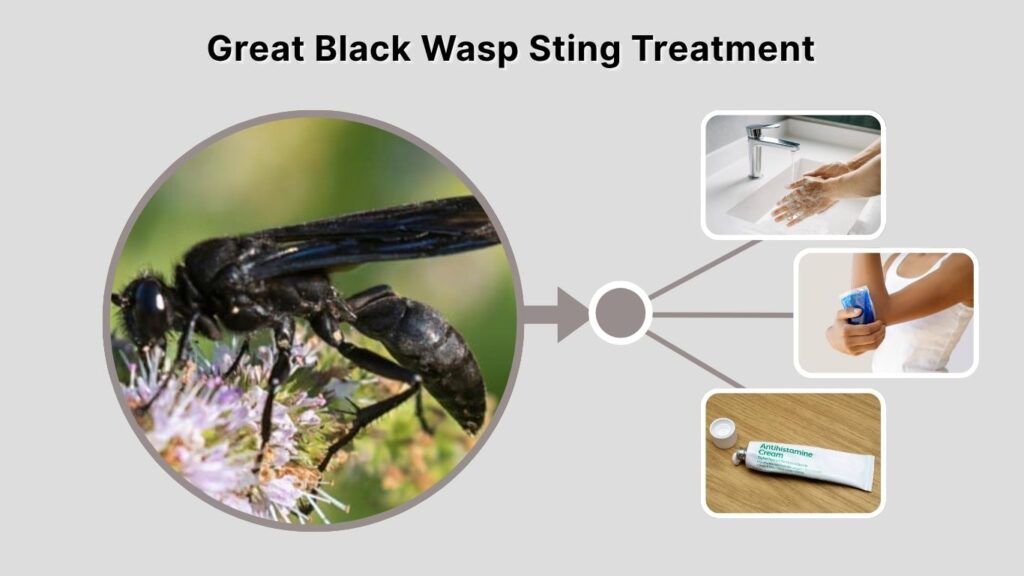 Great Black Wasp Sting Treatment