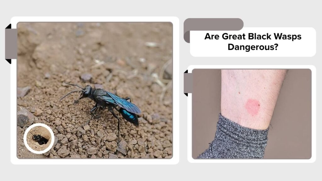 Are Great Black Wasps Dangerous?