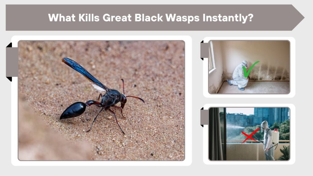 What Kills Great Black Wasps Instantly?