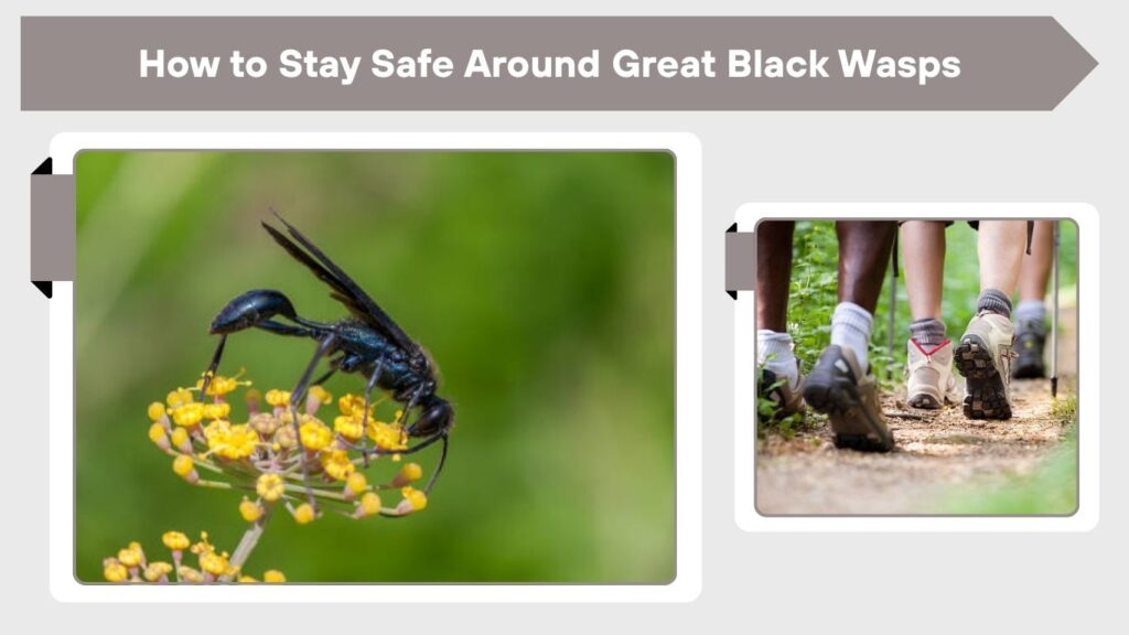 How to Stay Safe Around Great Black Wasps