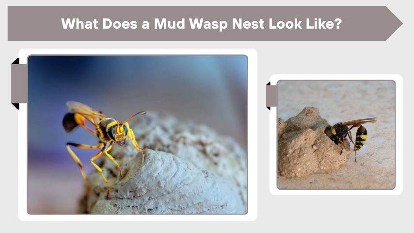 What Does a Mud Wasp Nest Look Like?