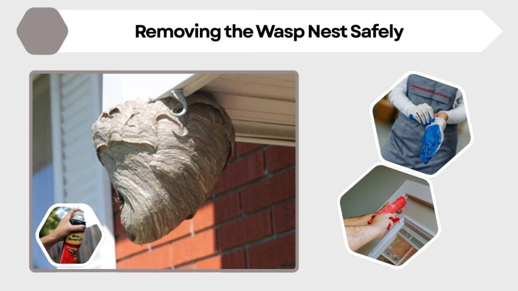 Removing the Wasp Nest Safely