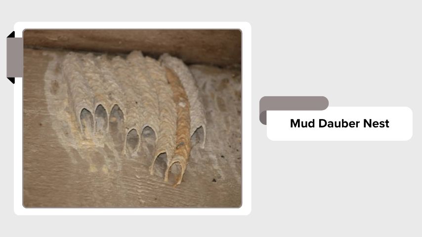 Mud Dauber Nest