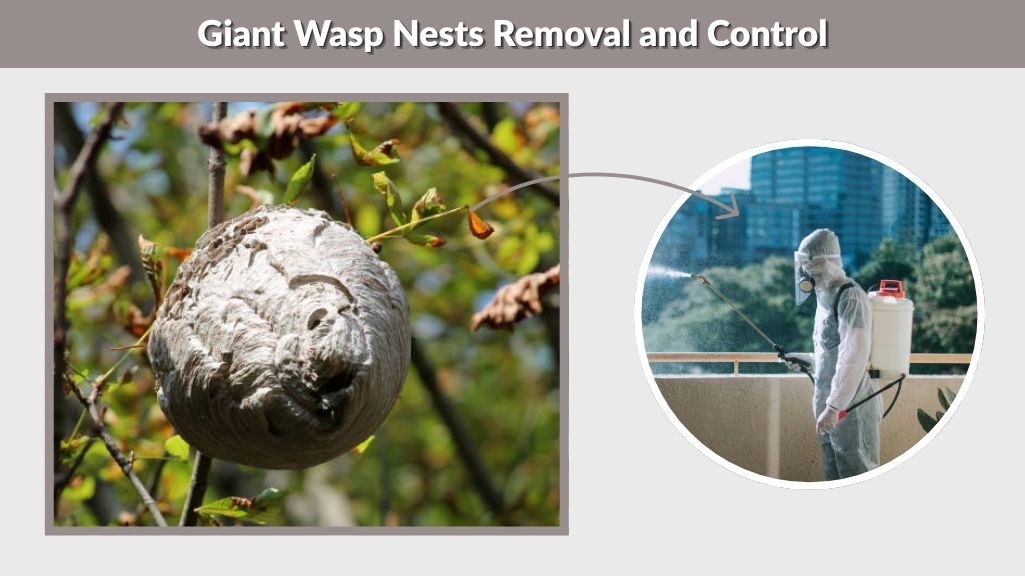 Giant Wasp Nests Removal and Control