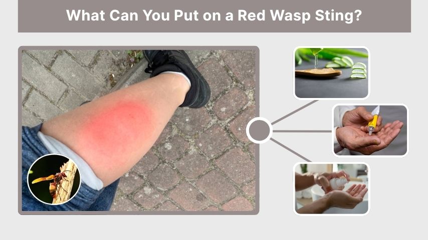 What Can You Put on a Red Wasp Sting?