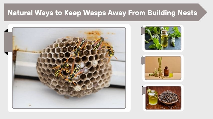 Natural Ways to Keep Wasps Away From Building Nests
