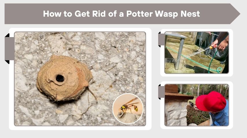 How to Get Rid of a Potter Wasp Nest