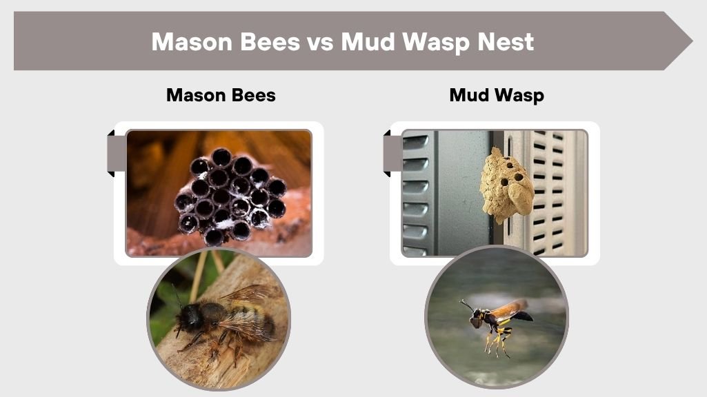 Mason Bees vs Mud Wasp Nest