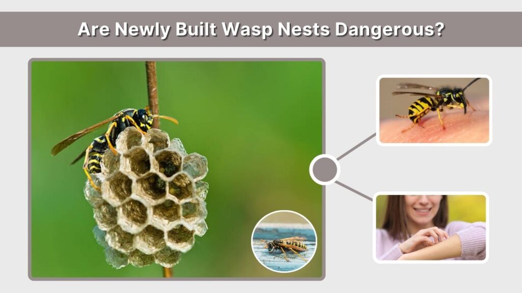 Are Newly Built Wasp Nests Dangerous?