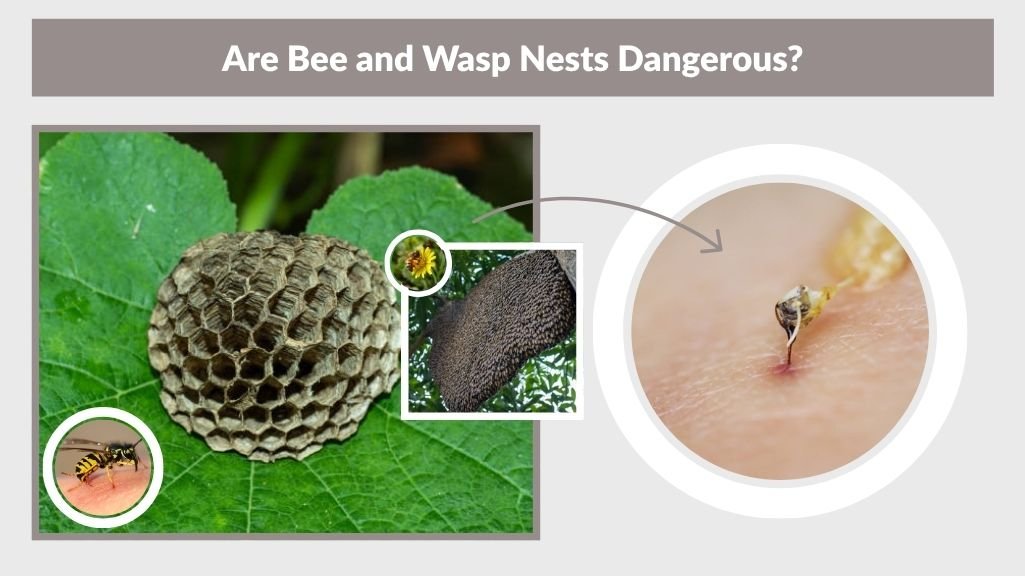 Are Bee and Wasp Nests Dangerous?