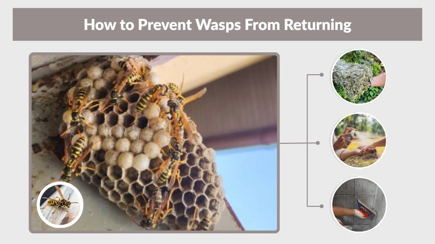 How to Prevent Wasps From Returning