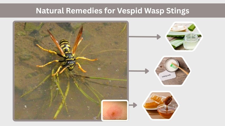 Natural Remedies for Vespid Wasp Stings