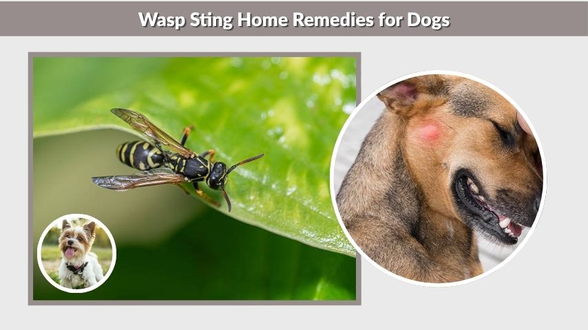 Wasp Sting Home Remedies for Dogs